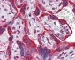 CANX / Calnexin Antibody
